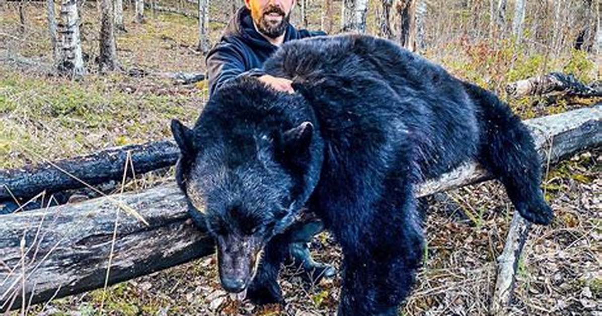 What Does Bear Baiting?