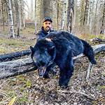 What Does Bear Baiting?