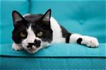 What Does Bicolor Mean?