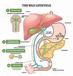 What Does Bile Break Down