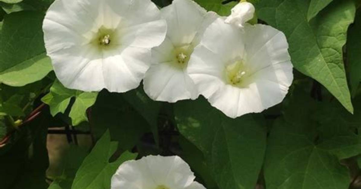 What Does Bindweed Look Like?