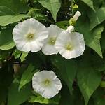 What Does Bindweed Look Like?