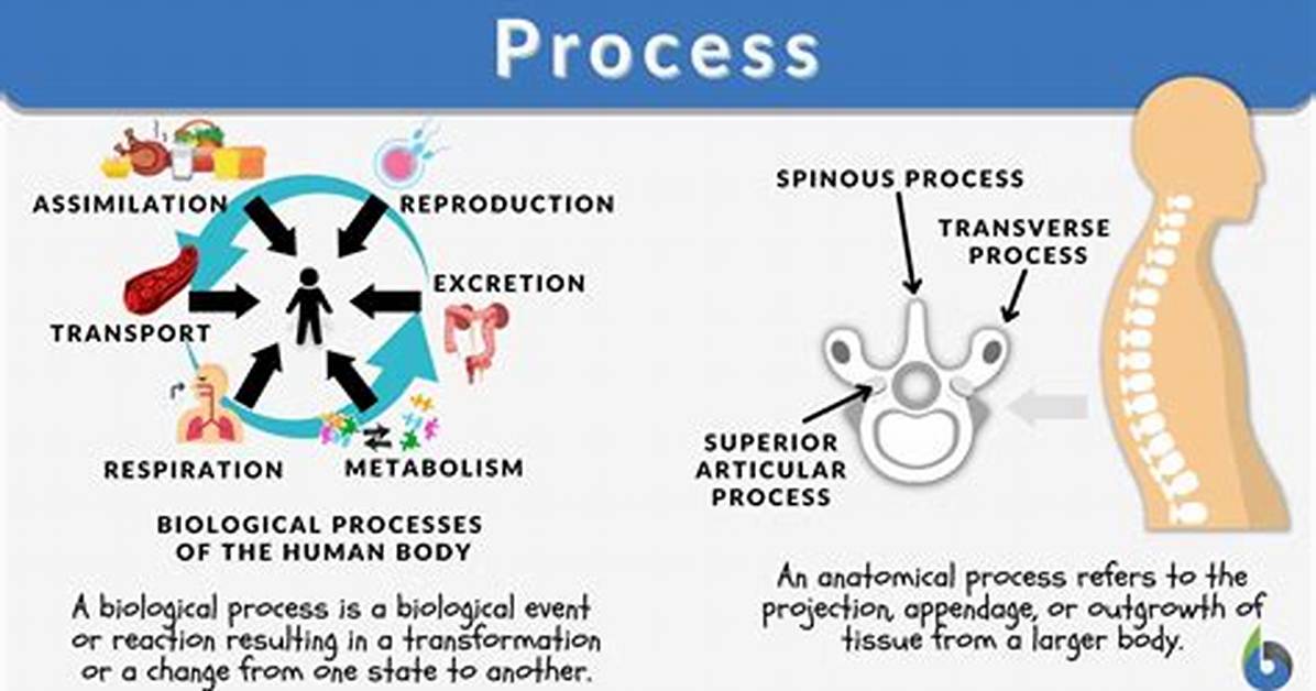 What Does Biological Process Mean?