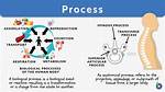What Does Biological Process Mean?