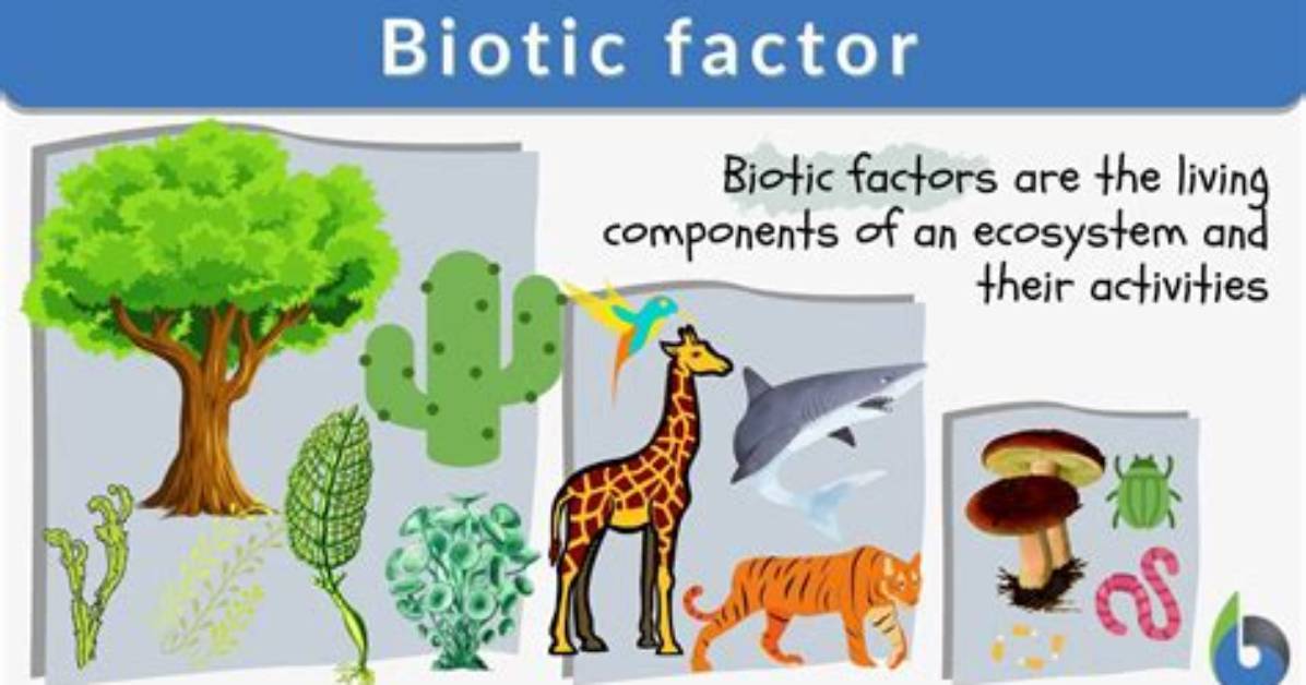What Does Biotic Mean