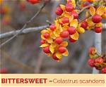 What Does Bittersweet Mean