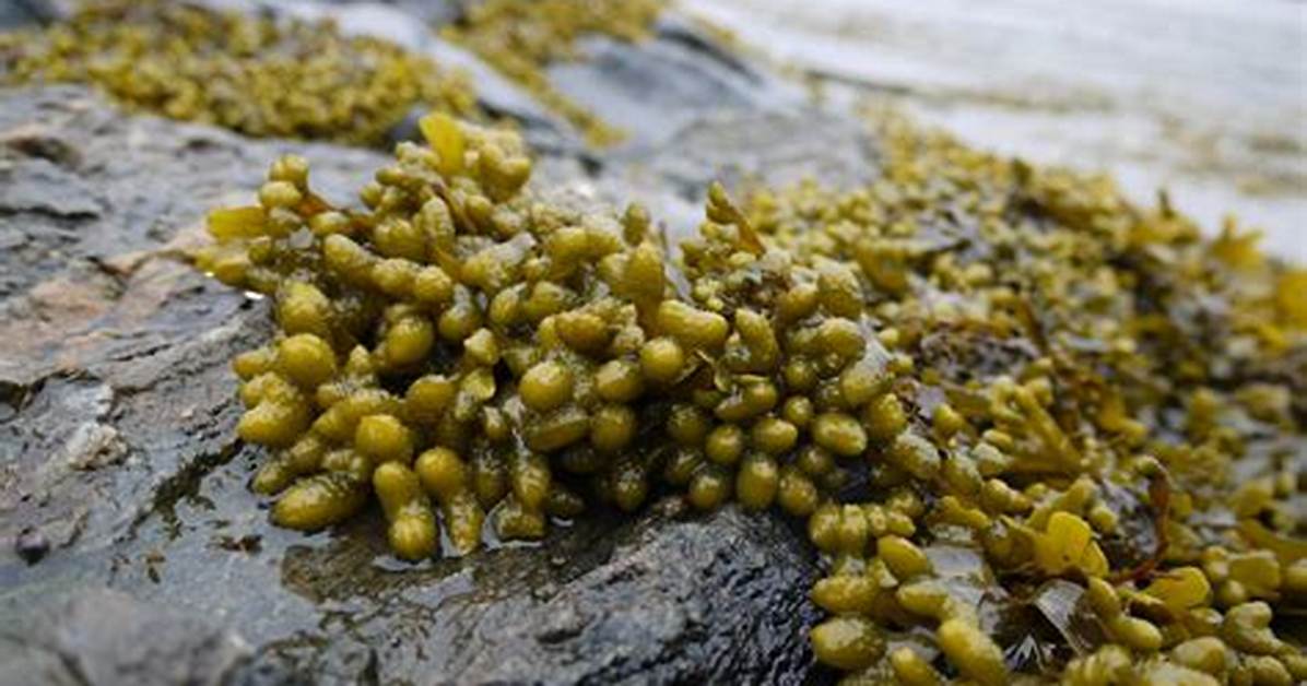 What Does Bladderwrack Eat?