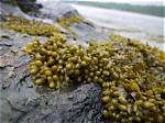 What Does Bladderwrack Eat?