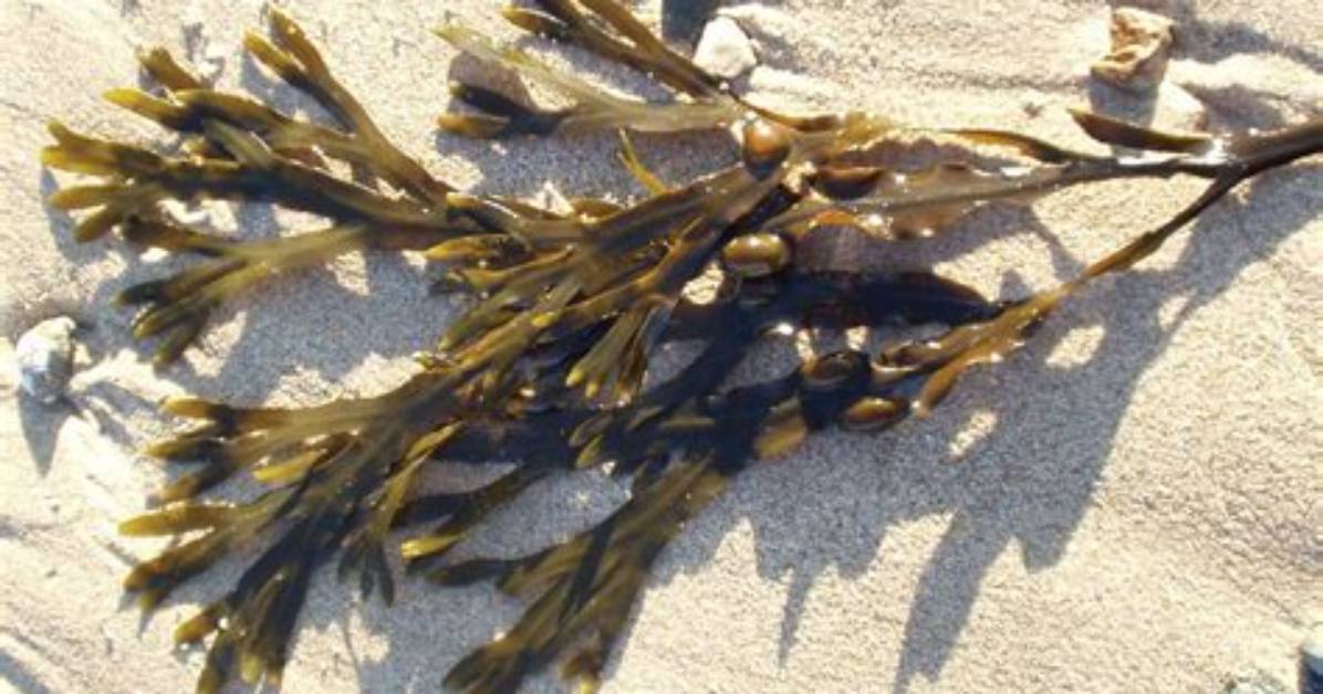 What Does Bladderwrack Look Like?
