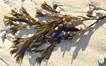 What Does Bladderwrack Look Like?