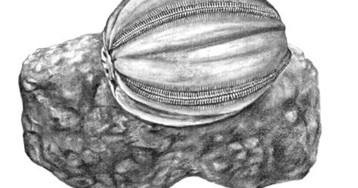 What Does Blastoid Mean?