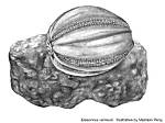 What Does Blastoid Mean?