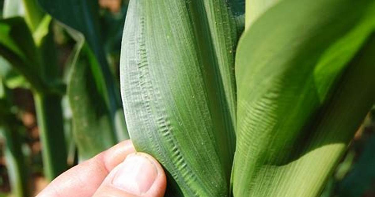 What Does Boron Do for Corn
