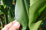 What Does Boron Do for Corn