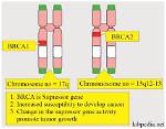 What Does Brca1 Stand for?