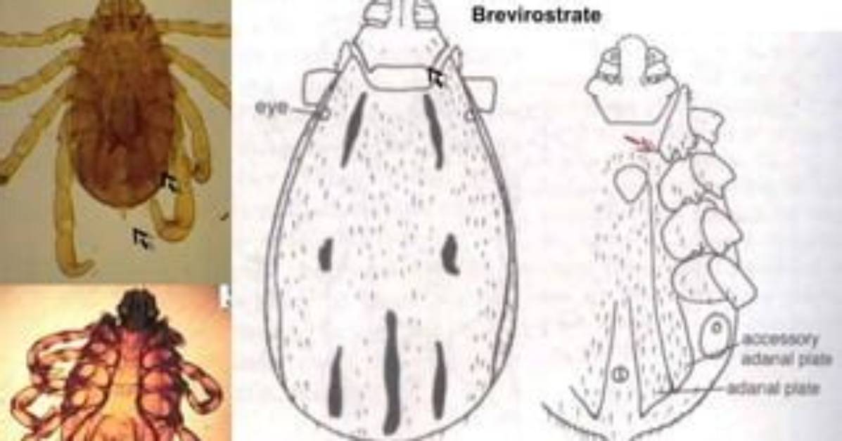 What Does Brevirostrate Mean?