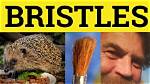 What Does Bristled Definition?