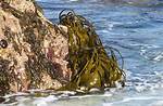 What Does Brown Algae Eat