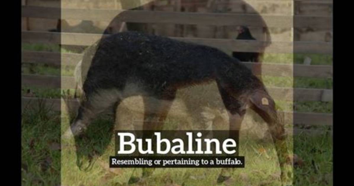 What Does Bubaline Stand for?