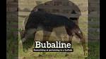 What Does Bubaline Stand for?