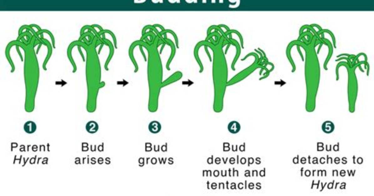 What Does Budding Mean?