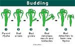 What Does Budding Mean?