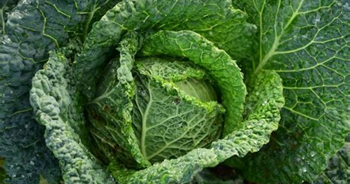 What Does Cabbage Symbolize?