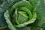 What Does Cabbage Symbolize?