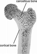 What Does Cancellous Bone Do?