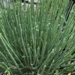 What Does Candelilla Mean?