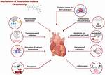 What Does Cardiotoxicity Mean?