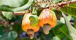What Does Cashew Mean?