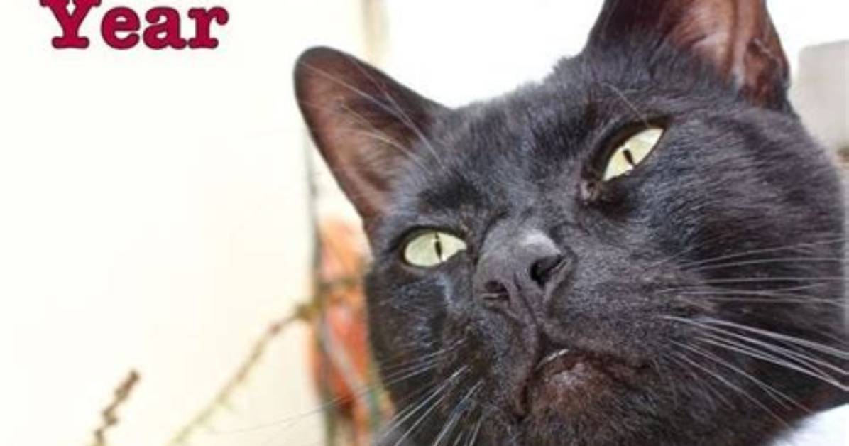 What Does Catheads Mean?