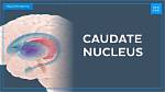 What Does Caudates Mean?