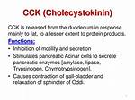 What Does Cck Stimulate
