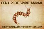What Does Centipede Symbolize?