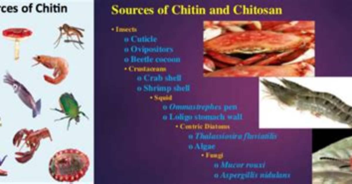 What Does Chitinous Mean?