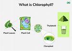 What Does Chlorophyll Mean?