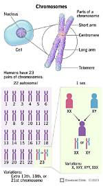 What Does Chromosomes Mean?
