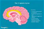 What Does Cingulate Gyrus Do?
