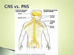 What Does Cns Stand For