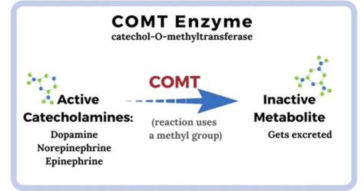 What Does Comt Enzyme Do