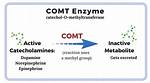 What Does Comt Enzyme Do