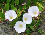 What Does Convolvulus Look Like?