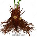 What Does Coralloid Root Means?