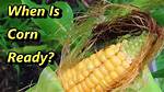 What Does Corn Look Like When Its Growing