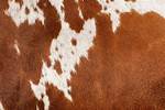 What Does Cowhide Mean?