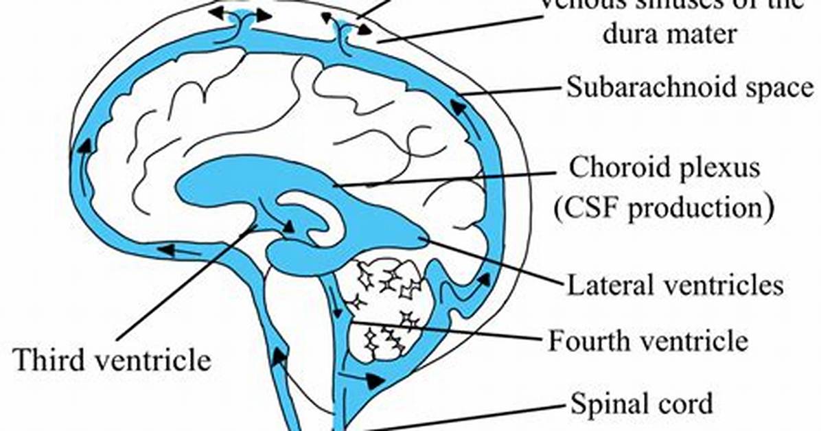 What Does Csf Stand For