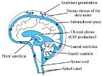 What Does Csf Stand For