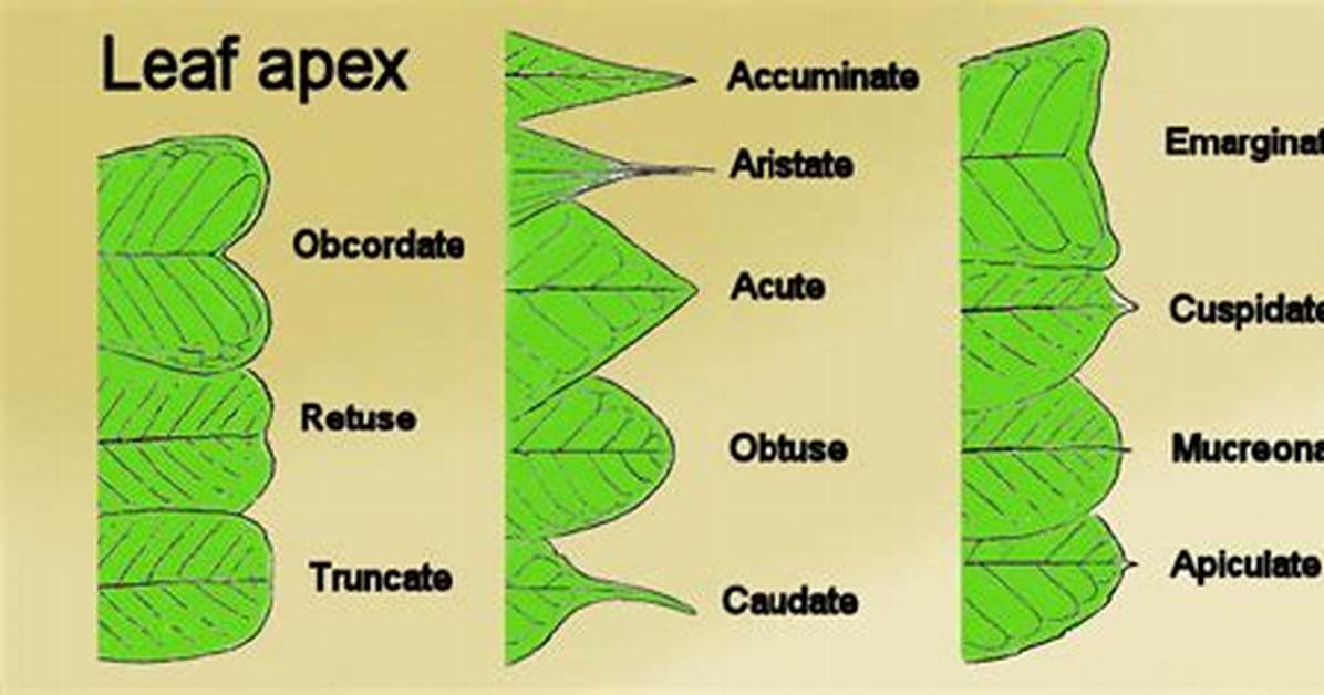 What Does Cuspidate Mean?